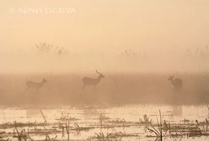 Tri'eau dans la brume - 7ème prix Concours Afrique Terre de Couleurs 2009 -Zambie 2006