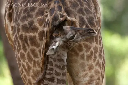 Girafon dans les jupes de sa mère - Kenya août 2010