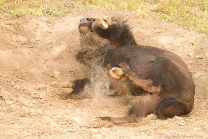 Bison mâle se roulant dans la poussière