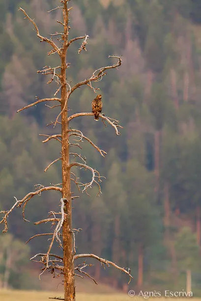 Red tailed hawk