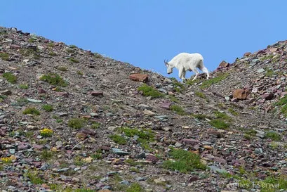Chèvre des montagnes
