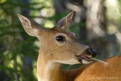 Cerf de Virginie