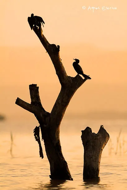 Lac Baringo, décembre 2011