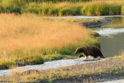 Vieux mâle ours grizzly