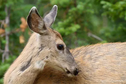 Cerf de Virginie