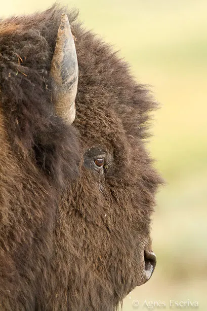 Bison mâle
