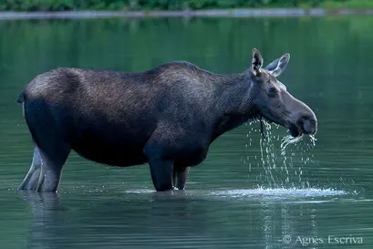 Femelle Elan - Orignal - Moose
