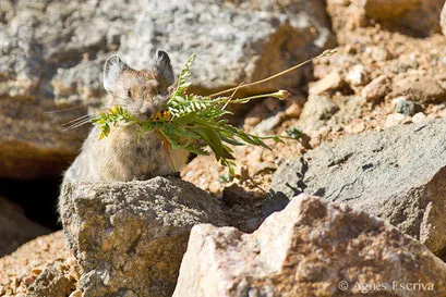 Pika faisant des provisions pour l'hiver