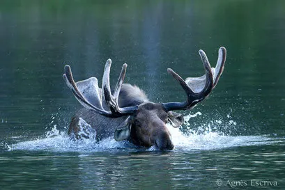 Elan - Orignal - Moose s'ébrouant