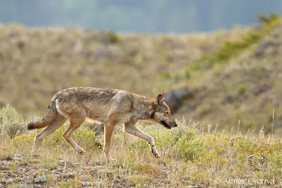 Loup gris femelle