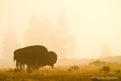 Bison mâle 