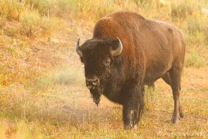 Bison mâle 