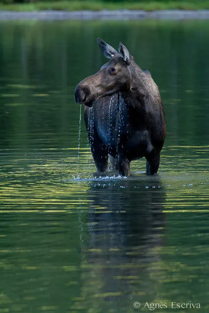 Femelle Elan - Orignal - Moose