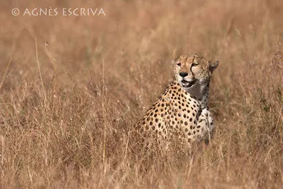 Un des 3 frères guépards - Kenya août 2010