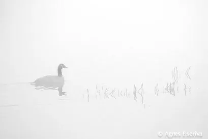 Canada goose
