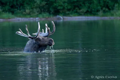 Elan - Orignal - Moose