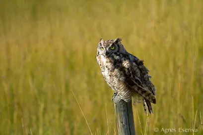 Great Horned Owl