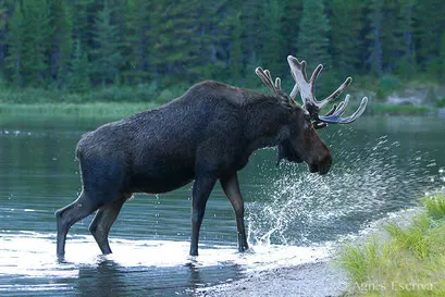 Elan - Orignal - Moose