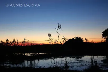 Marais au crépuscule - Zambie mai 2006