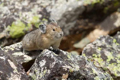 Pika
