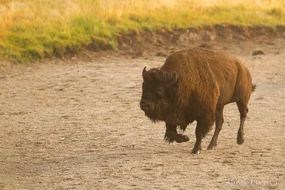 Bison mâle chargeant un congénère