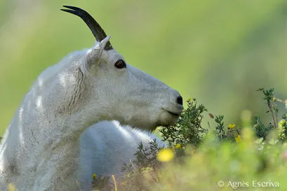Chèvre des montagnes