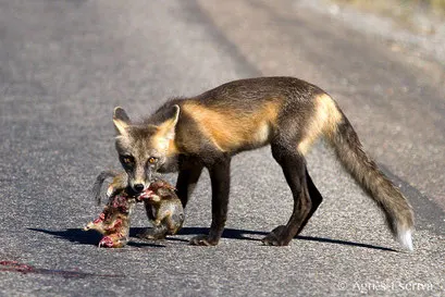 Red fox ayant trouvé deux écureuils écrasés par une voiture