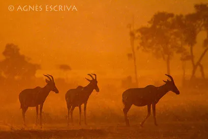 3 topis - Kenya août 2010
