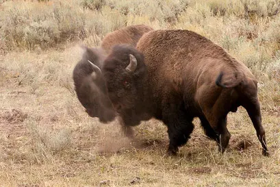 Combat de mâles bisons