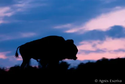 Bison mâle au crépuscule