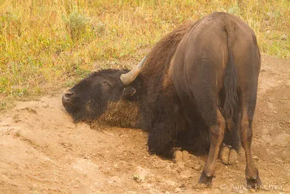 Bison mâle se roulant dans la poussière