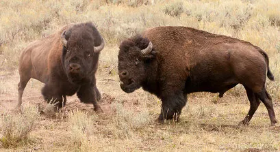Combat de mâles bisons