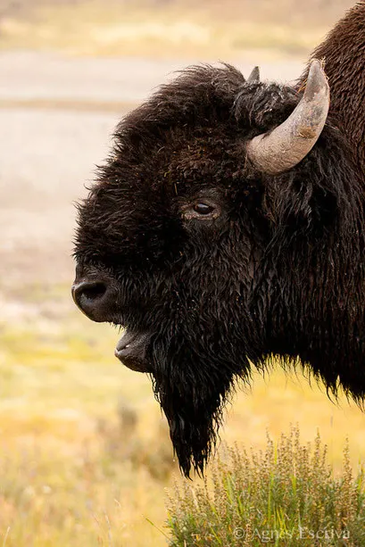 Bison mâle en rut