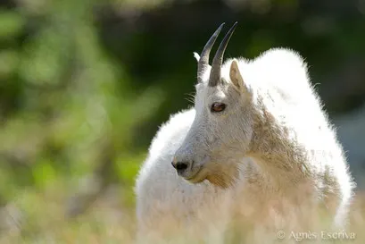 Chèvre des montagnes