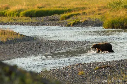 Vieux mâle ours grizzly