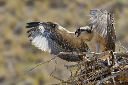 Jeune osprey au nid