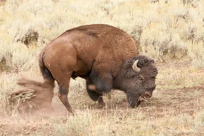 Mâle bison énervé...