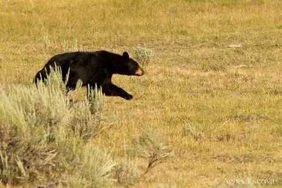 Ours noir