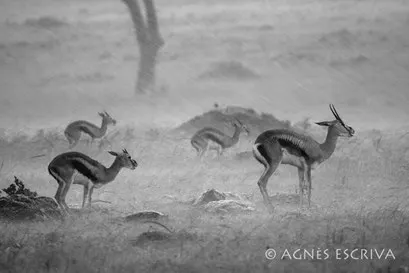 Chantons sous la pluie - 3ème prix Faune Concours Terre Sauvage 2007 - Kenya 2007