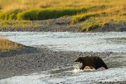 Vieux mâle ours grizzly