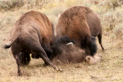Combat de mâles bisons