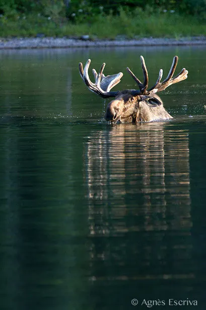 Elan - Orignal - Moose