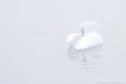 Trumpeter swan
