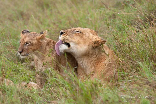 Charm et lionceau