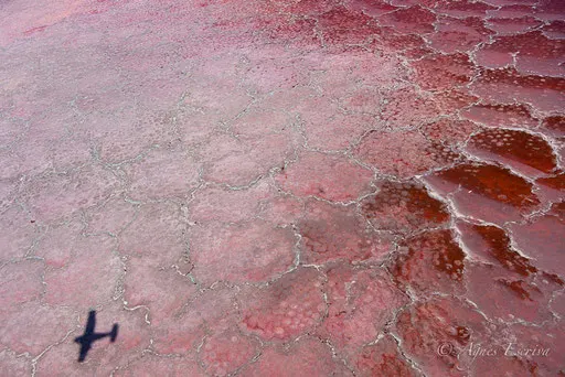 Lac Magadi
