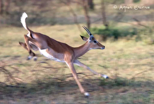 Saut d'impala 1