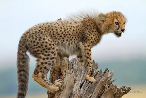 Jeune guépard acrobate