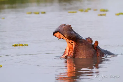 Hippo au soleil couchant