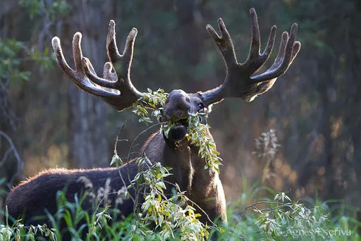 Elan - Orignal - Moose