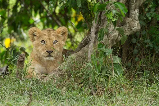 Lionceau de Sila